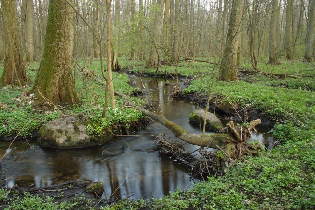 Tereny podmokłe – ryzykowna inwestycja